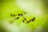 Lasius emarginatus